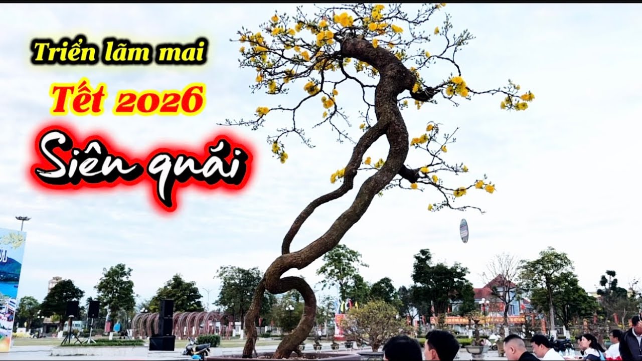 Mai quái dị-Triển lãm mai vàng phường Bồng Sơn 