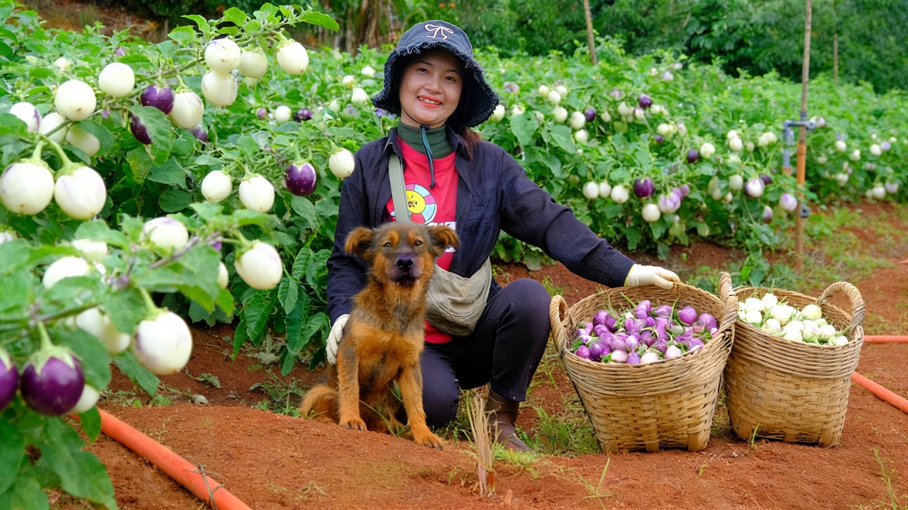 Harvest White And Purple Thai Eggplants To Sell At The Market – Make Pig Ear Salad With My Brother