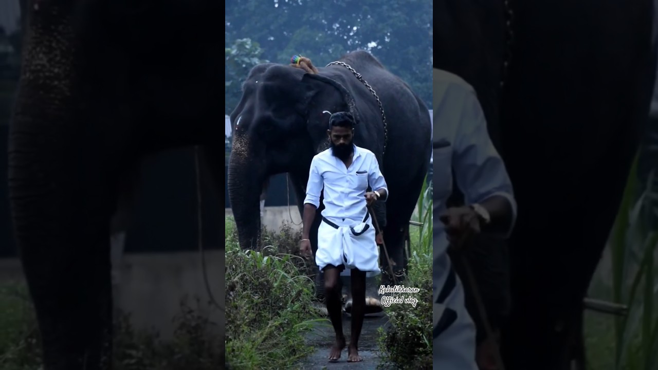 2024 കർക്കിടകം 1 #aana #hathi #aanaipatty #song