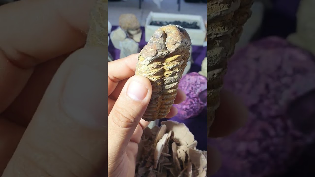 Trilobite de Marruecos$300mxn#fosil #fosiles #marruecos #fosildemarruecos