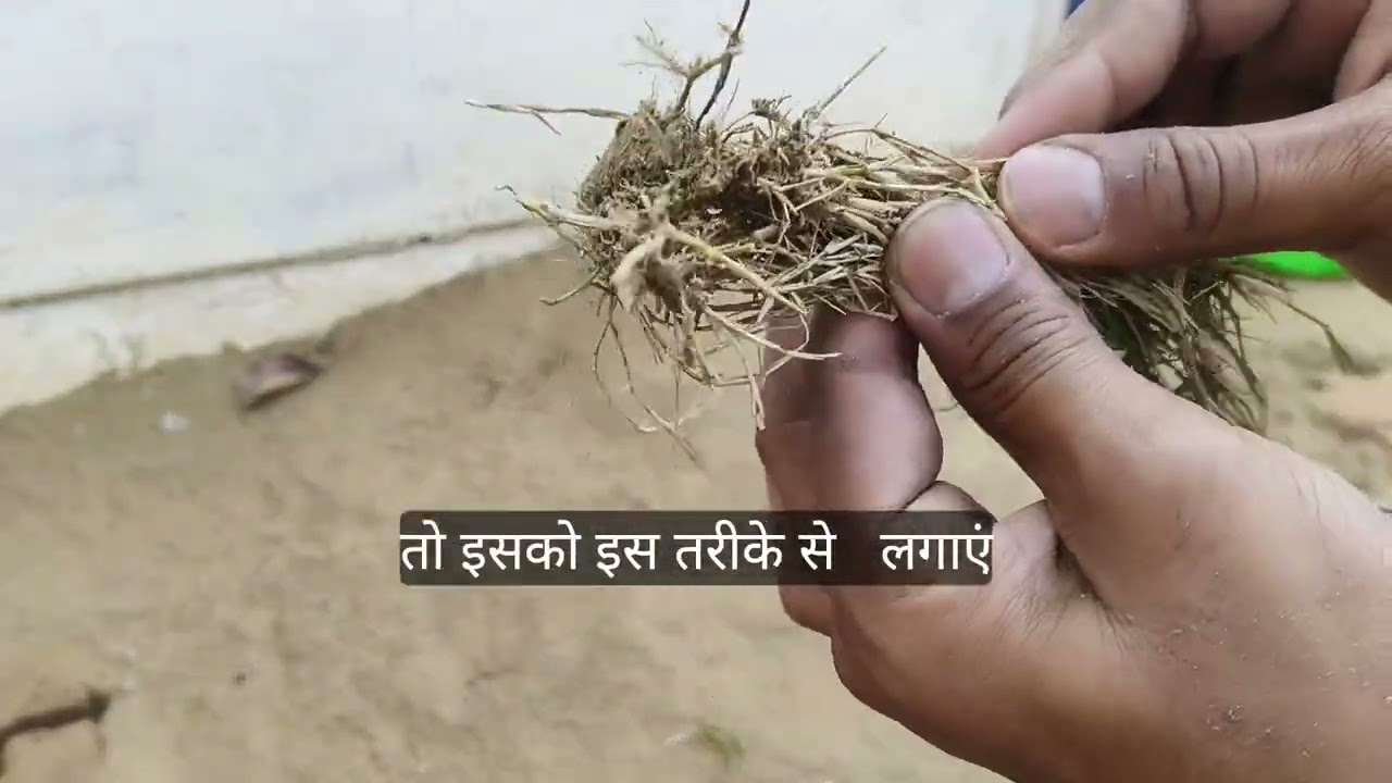 Garden में घास लगाने का सही तरीका | Lawn Grass Growing Full Guide | Step by Step Complete Process