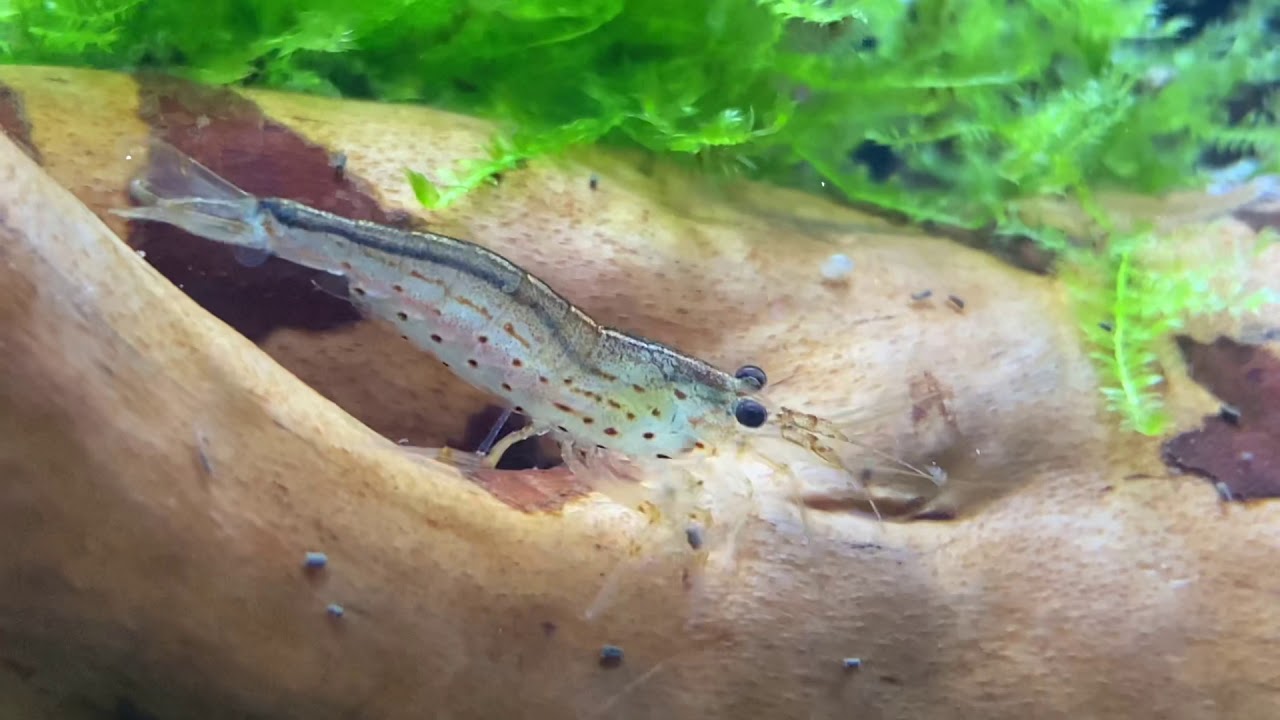 1. Krewetka Amano [Caridina multidentata]