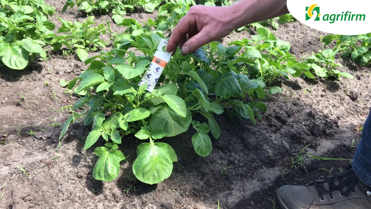 Hoe pas ik Spical roofmijten toe? | Agrifirm