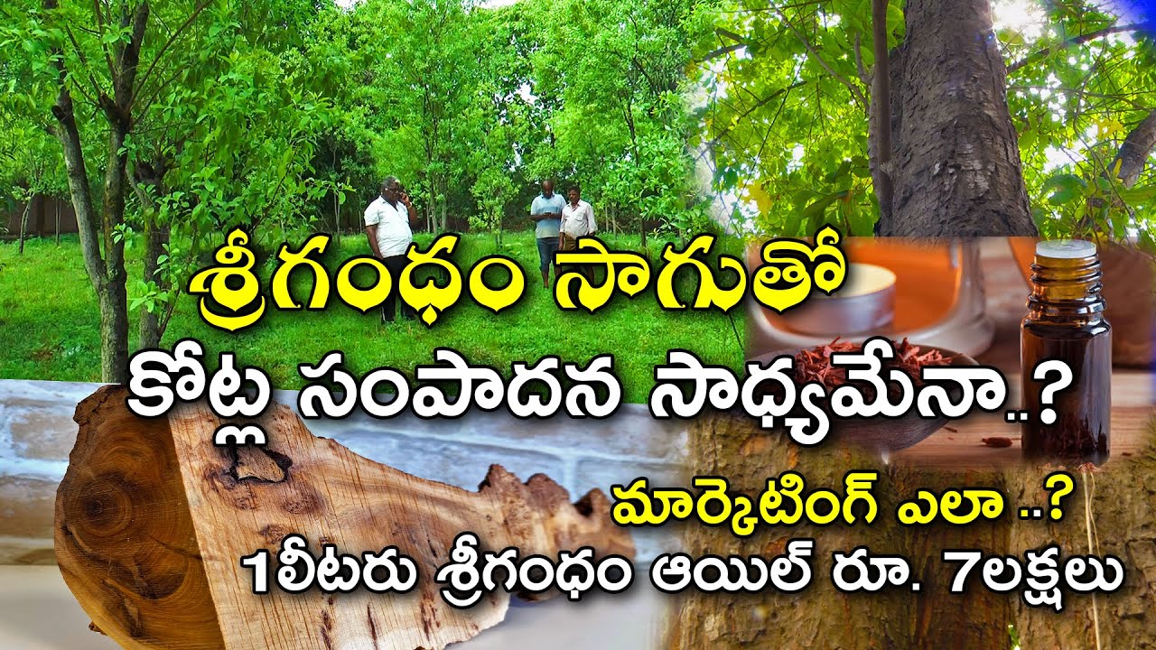 శ్రీగంధం సాగుతో కోట్ల సంపాదన సాధ్యమేనా ? || Success story of Sandalwood farming || Karshaka Mitra