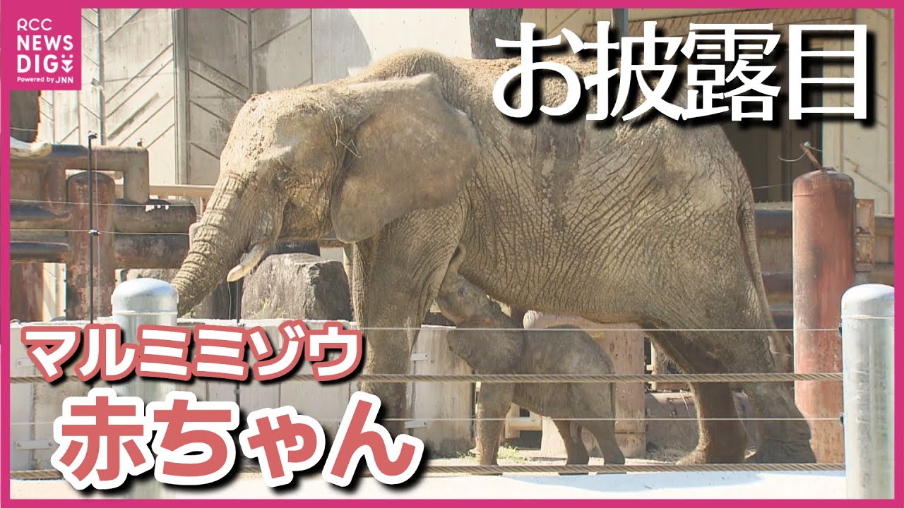 【ほぼノーカット】マルミミゾウの赤ちゃん　一般公開前にお披露目　母親メイを真似たり母乳を飲む様子も　国内初出産　広島　安佐動物公園
