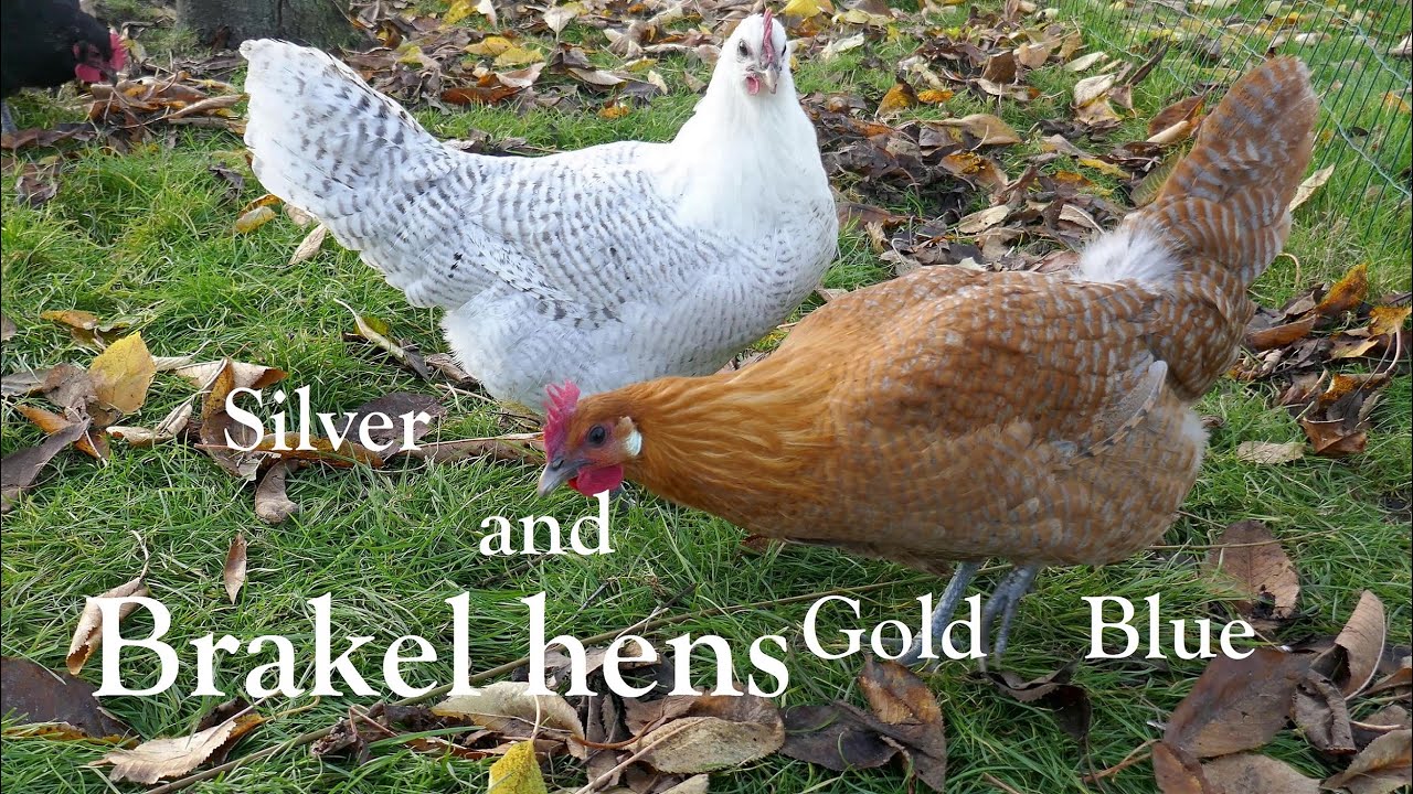 Brakel hens in an Autumn scenery