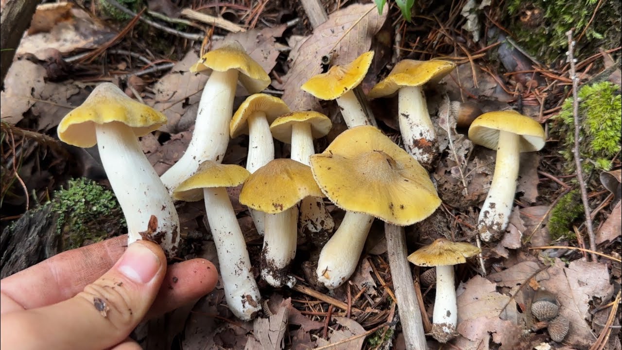 強烈な旨み(毒)を持つキノコを採って食べる　きのこ狩り　ハエトリシメジ