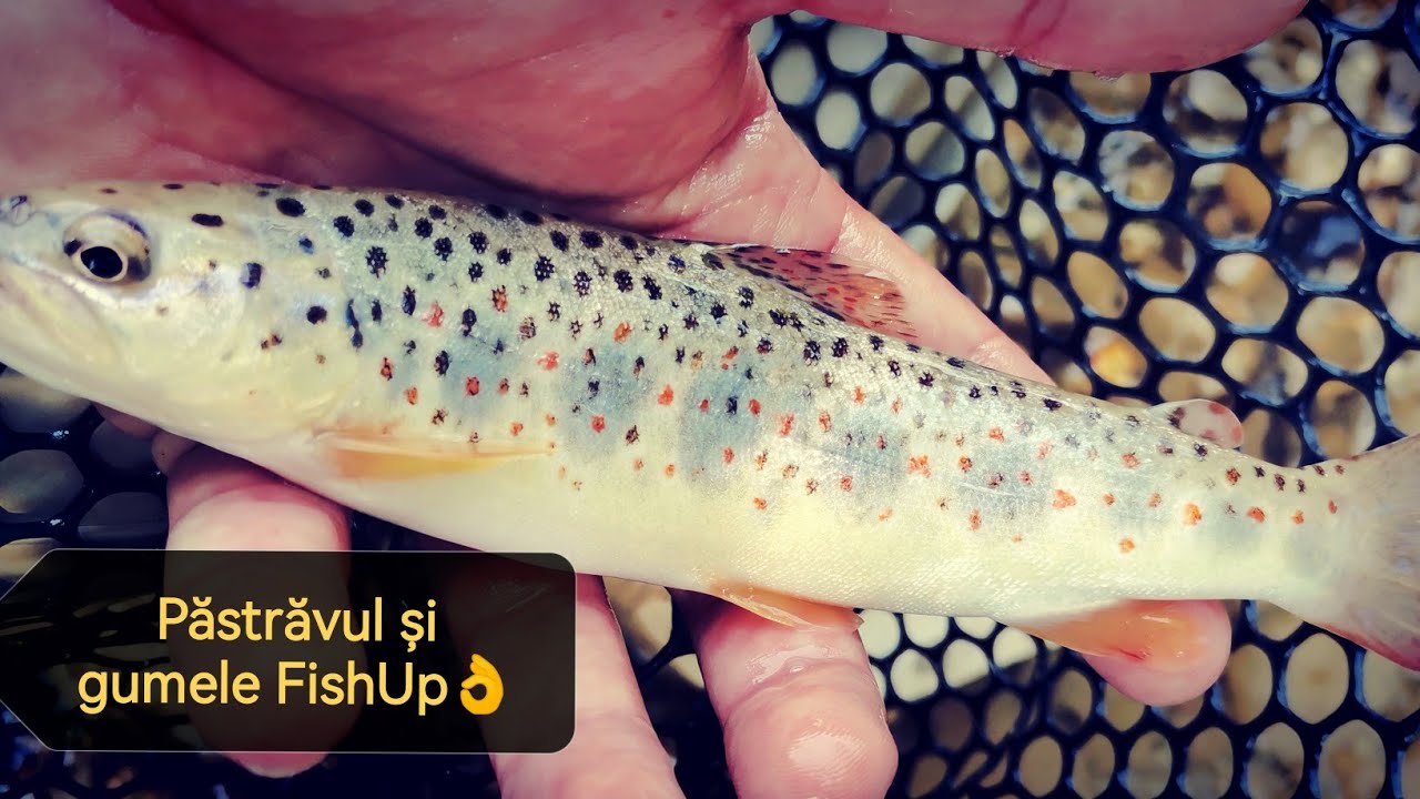 Pescuit la PASTRAV - Am pescuit pastrav indigen cu gume FishUP