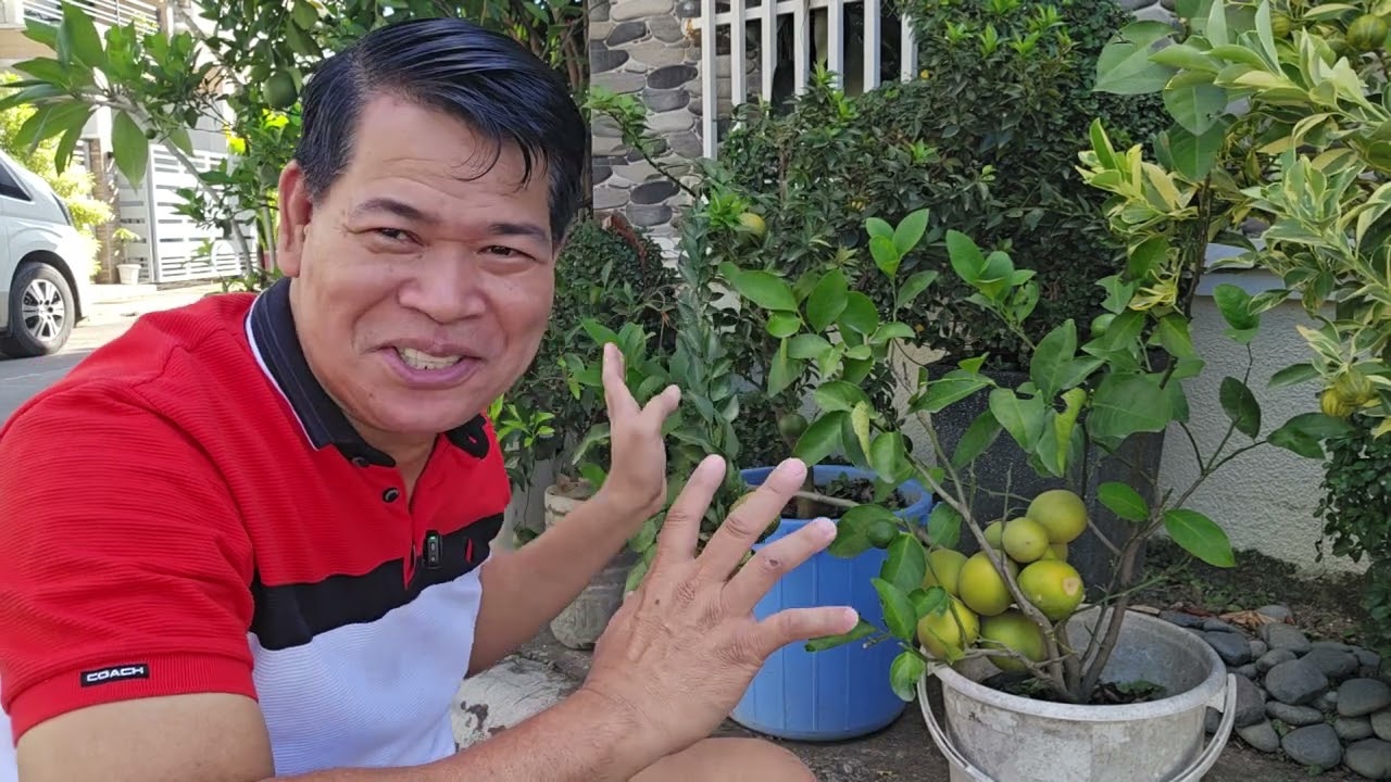 Tips para maging hitik sa bunga ng Lime