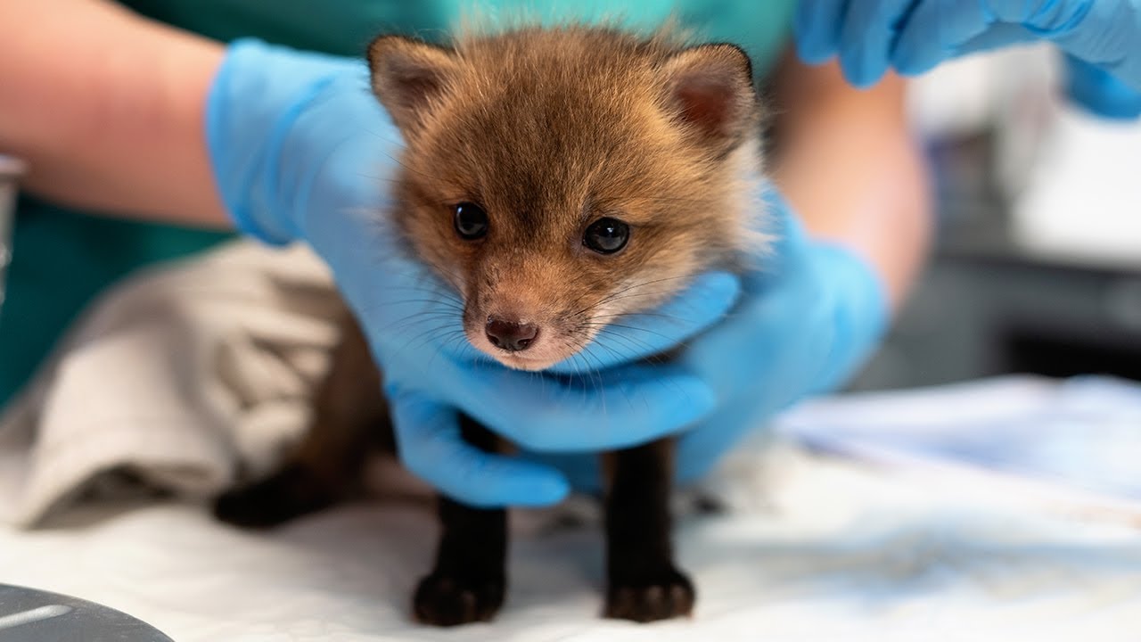 Baby fox gets care at Cornell University's Janet L. Swanson Wildlife Hospital