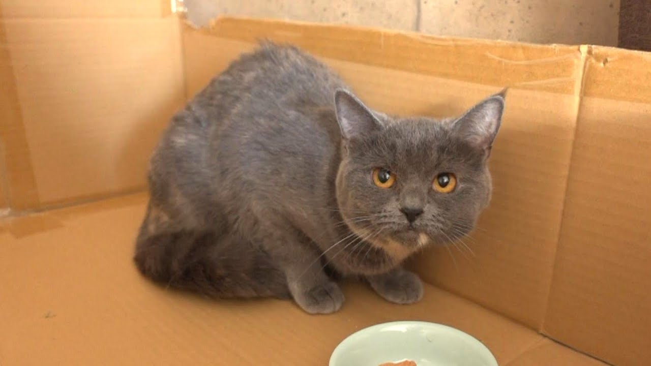 多頭崩壊の現場から2匹の猫を引き取ってきました