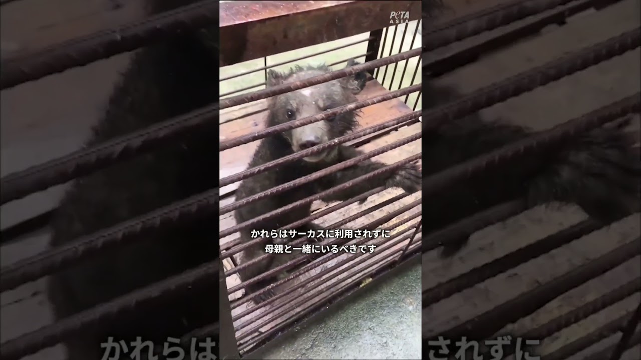 サーカスのために囚われて不安な子熊たち