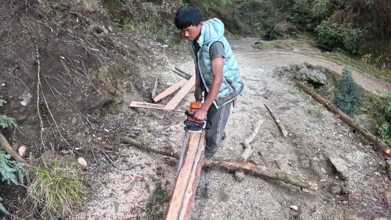 Chainsaw Skills Cutting a Giant Tree Easily