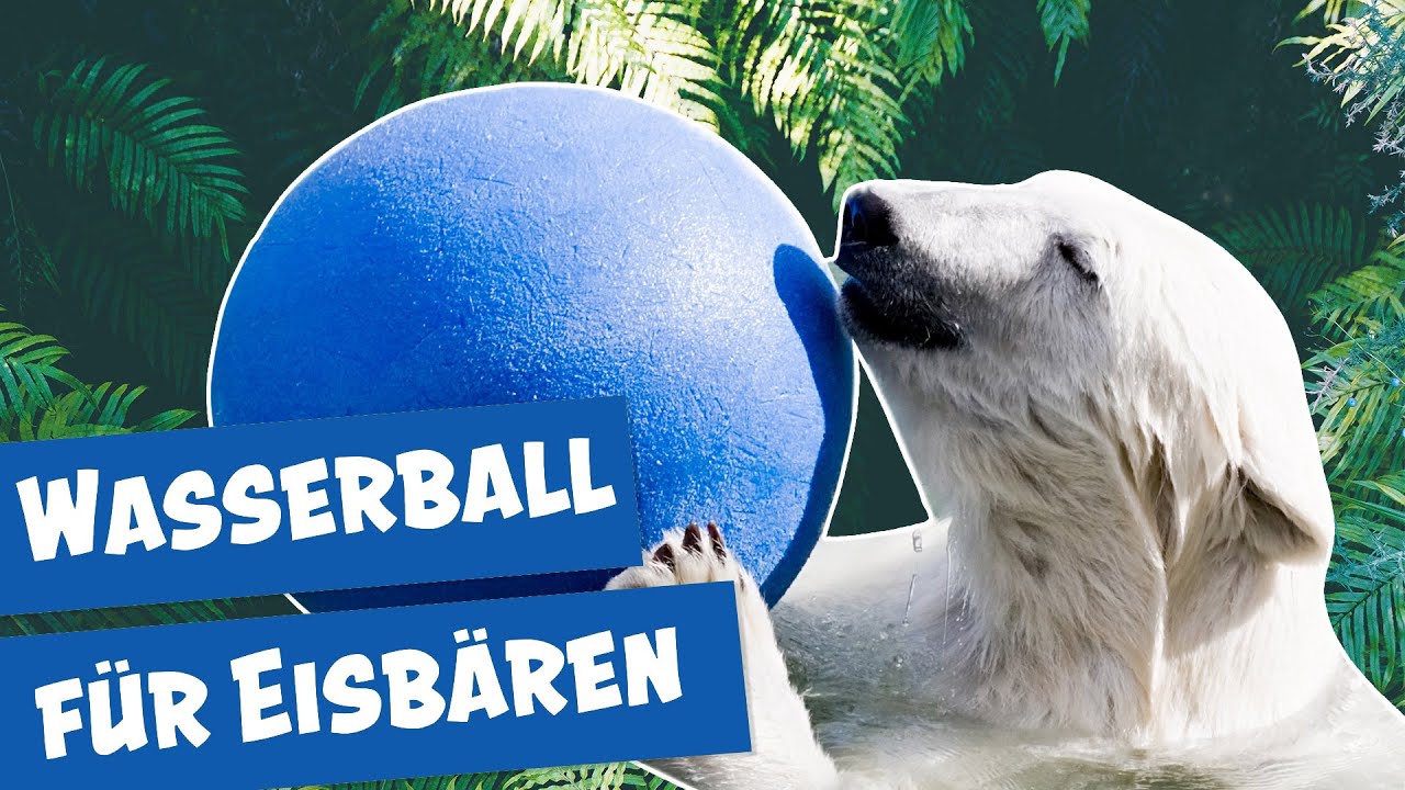 Der kleine Eisbär Knut entdeckt die Welt | Panda, Gorilla & Co.