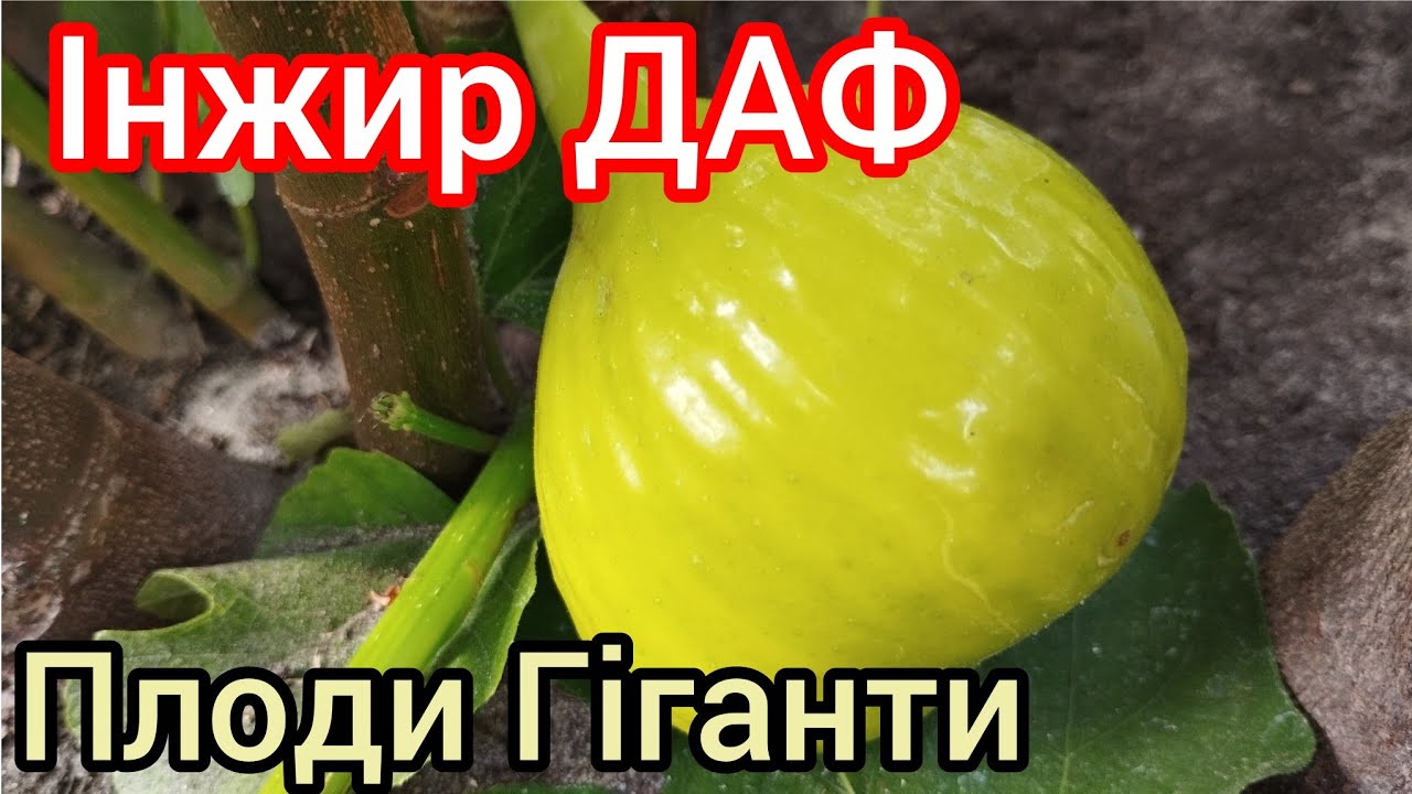 Інжир ДАФ - вартий уваги, плоди більше 100 грамів)))