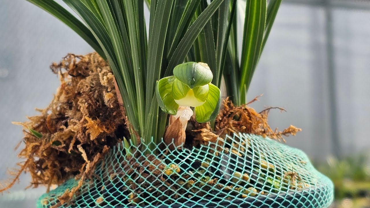 [소장난소개] 산채 출발 두화소심(적경)