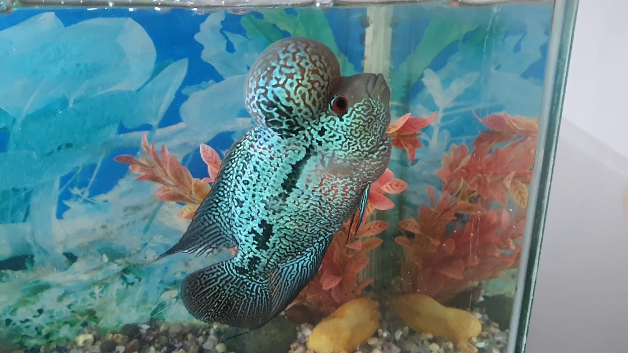 Its FEEDING TIME ! [ Blue Magma Flowerhorn - 8 month ] #flowerhorn #aquarium  #flowerhornfood