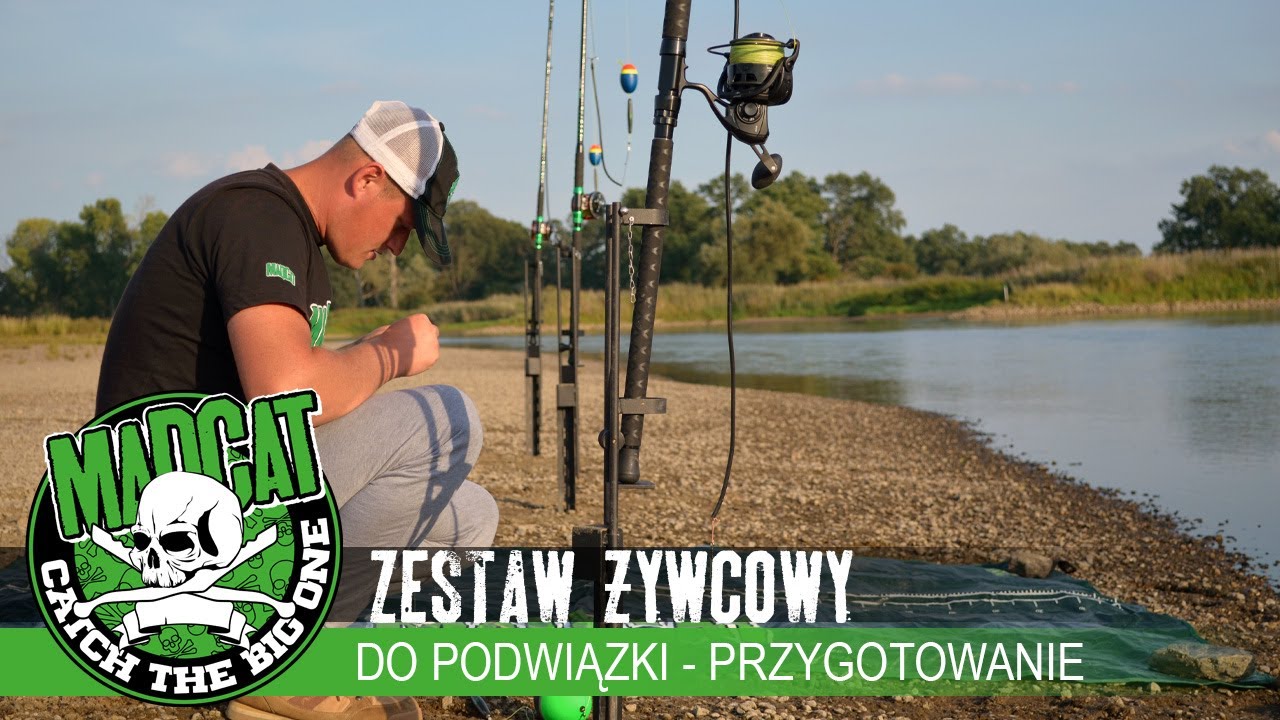 Wiązanie zestawu z wykorzystaniem spławika żywcowego do łowienia metodą podwiązki - Poradnik #MADCAT