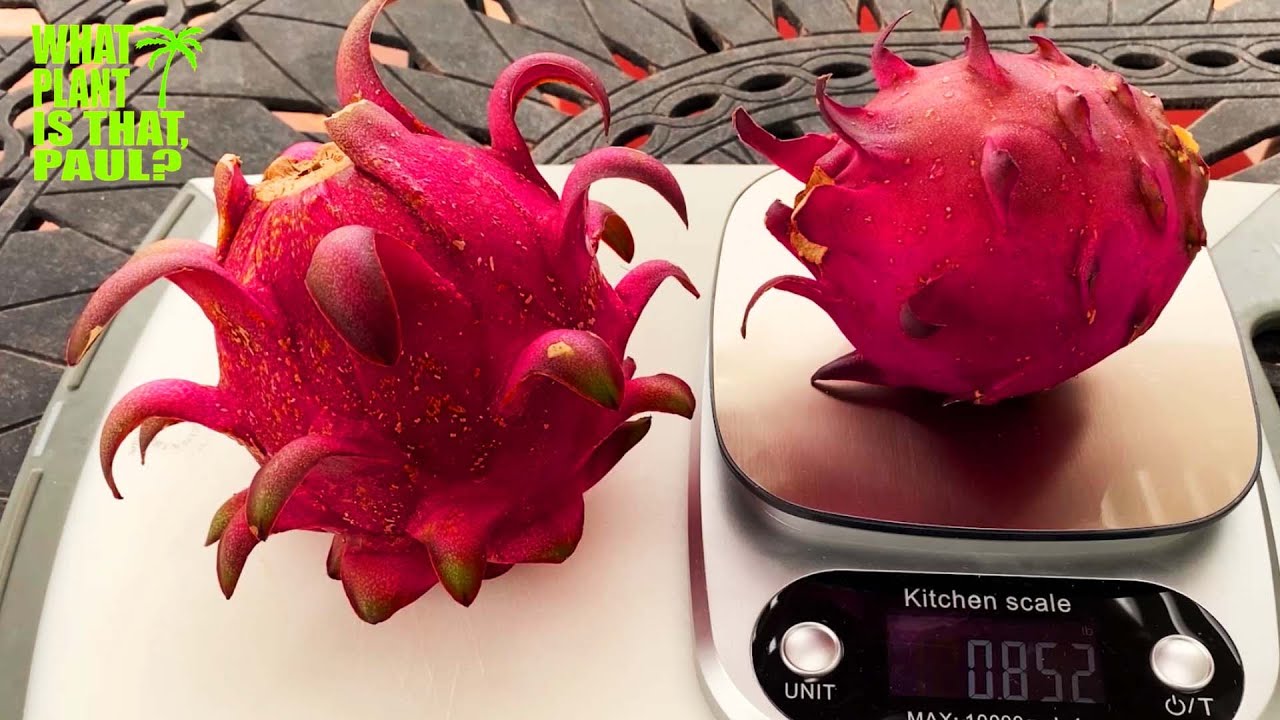 RED JAINA DRAGON FRUIT TASTING & REVIEW / Guess the BRIX / Lots of BERRY FLAVOR