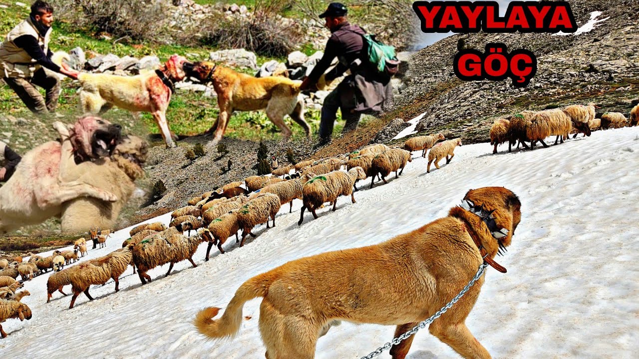 OLAYLI YAYLA GÖÇÜ~PAŞA VE MELO BİRBİRİNİ PARÇALIYORDU~SONUNDA KARLI DAĞLARA ULAŞTIK