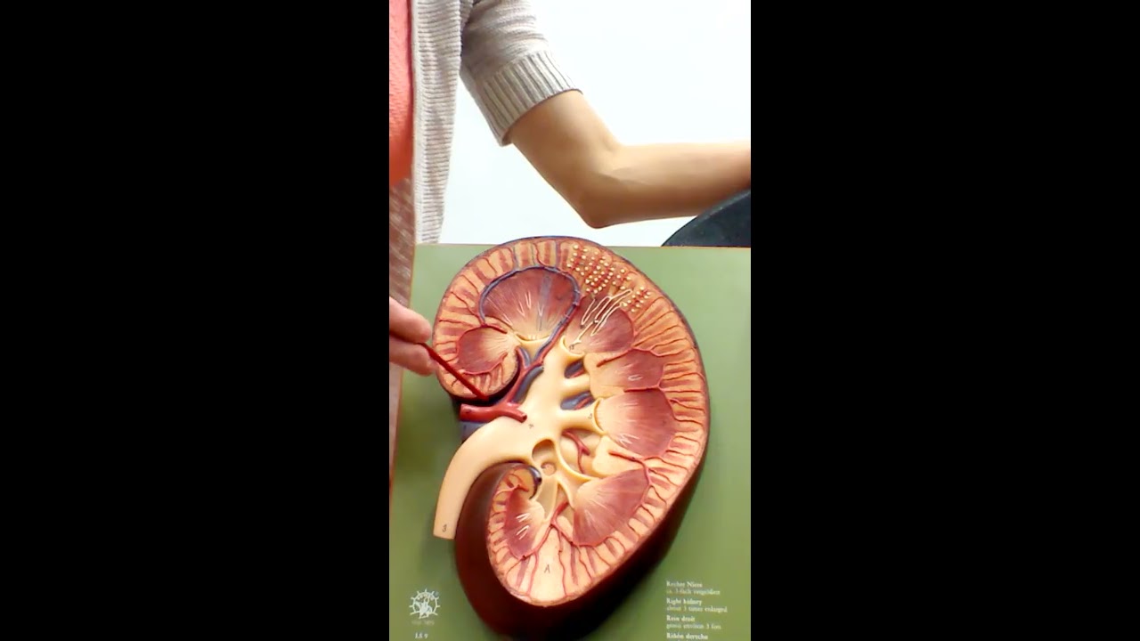 Urinary System (Anatomy and Physiology II)
