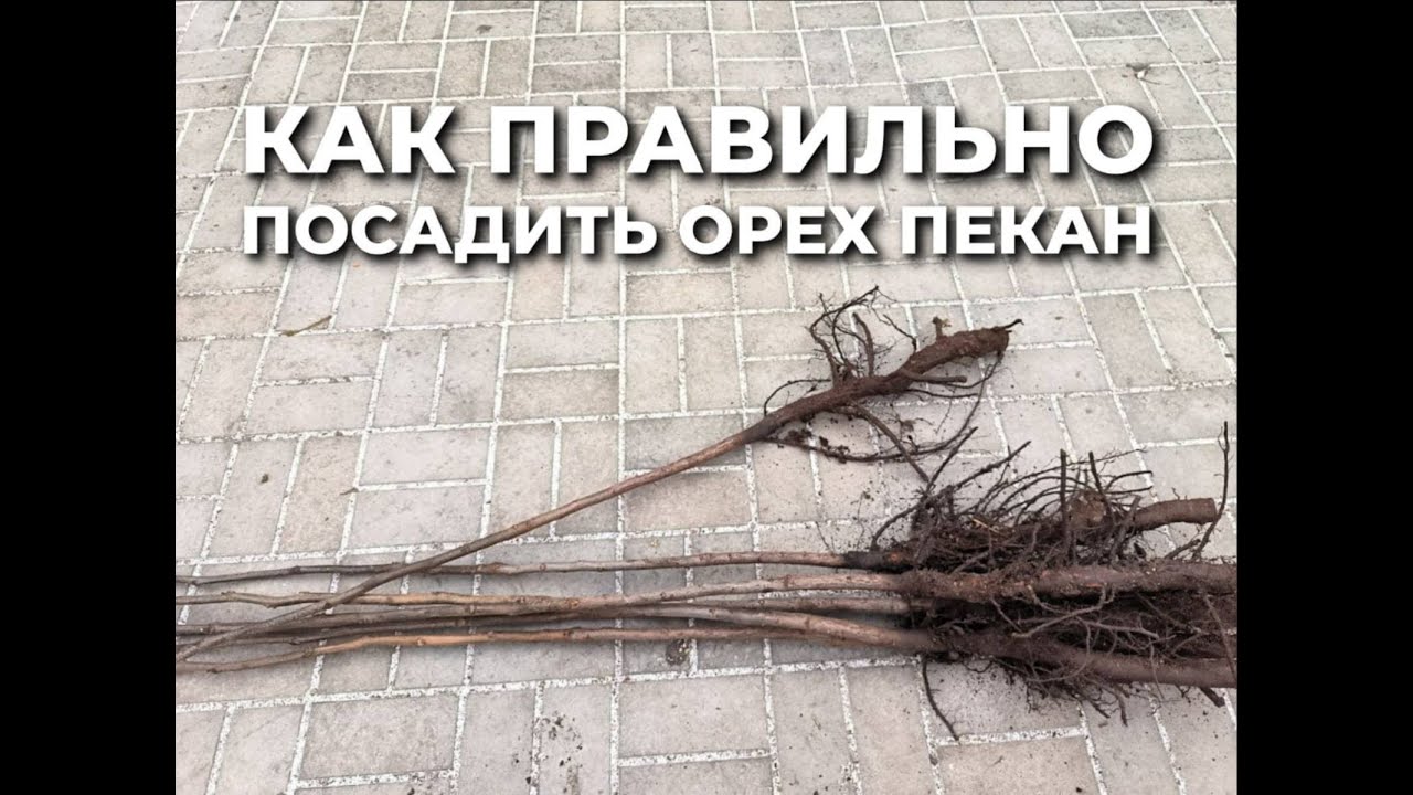 Как правильно посадить орех пекан?