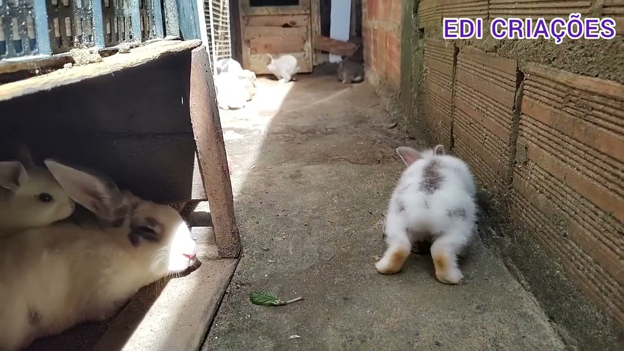 Filhotes de coelhos com 28 dias🐰🐰