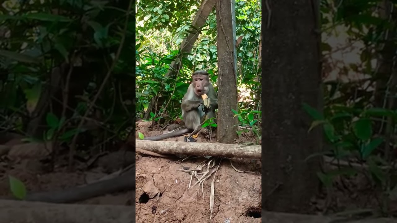 lunch #shorts #money #monkey #wildlife #wild #wildanimals