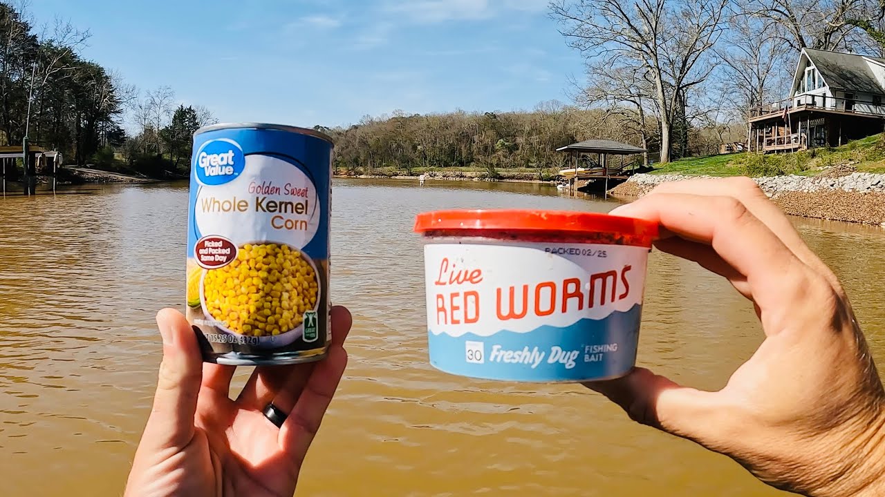 Simple and Easy Method for Catching BIG Fish with Grocery Store Baits and Worms
