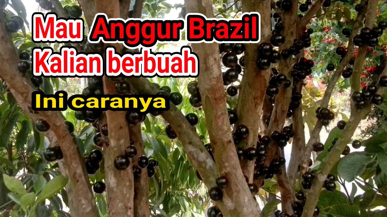 Mau Anggur Brazil Berbuah??? INI CARANYA - momomio garden (21/12/24)