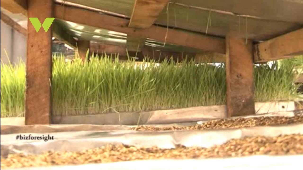 Business foresight: Hydroponics Farming