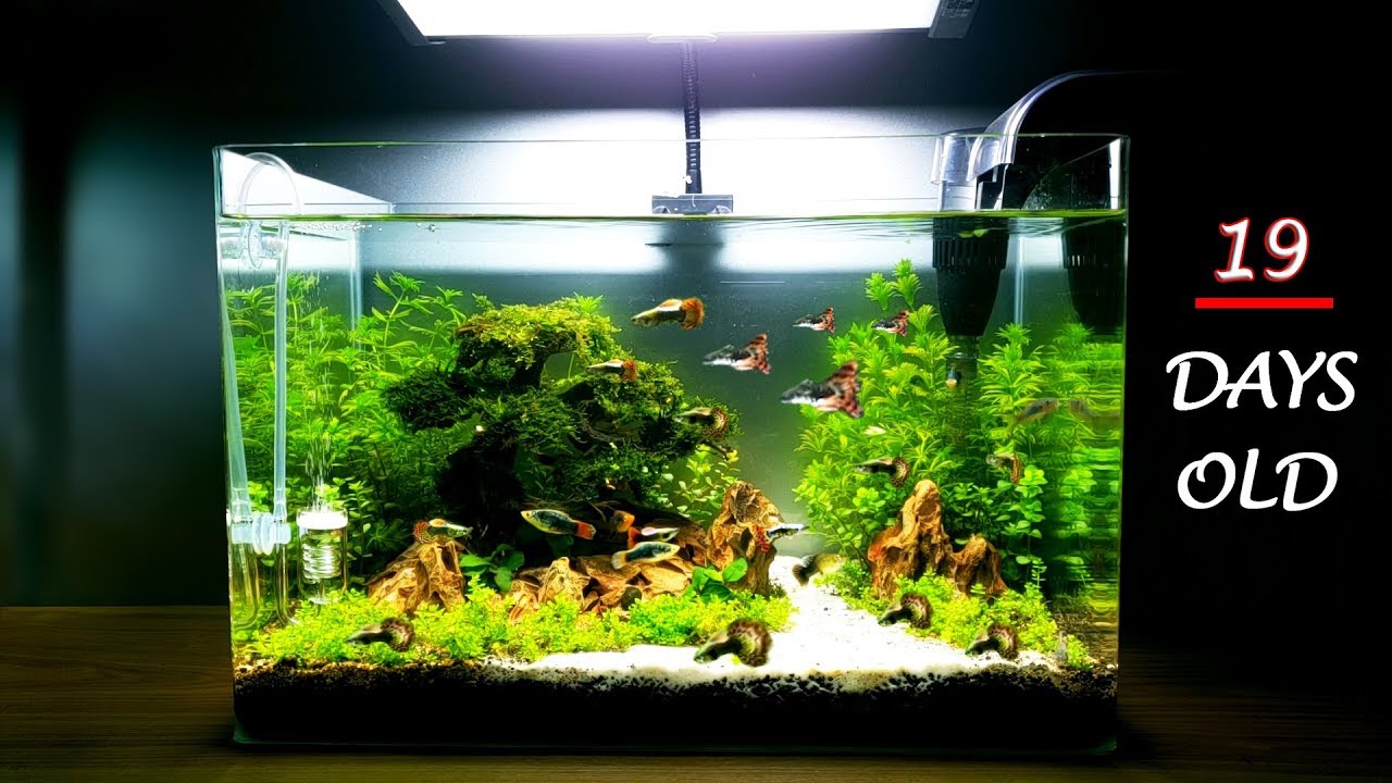 NEW IDEA - Set up SIMPLE and BEAUTIFUL Aquarium
