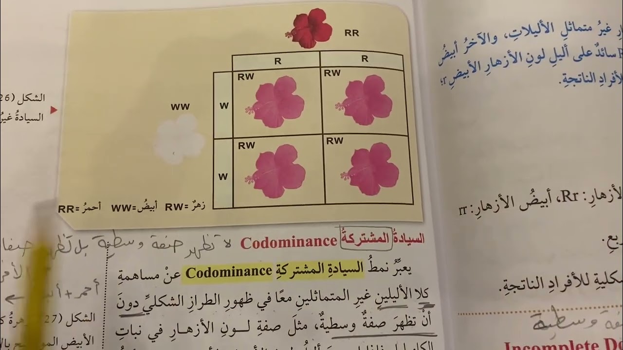 أنماط الوراثة / الفرق بين السيادة التامة والسيادة غير التامة والسيادة المشتركة
