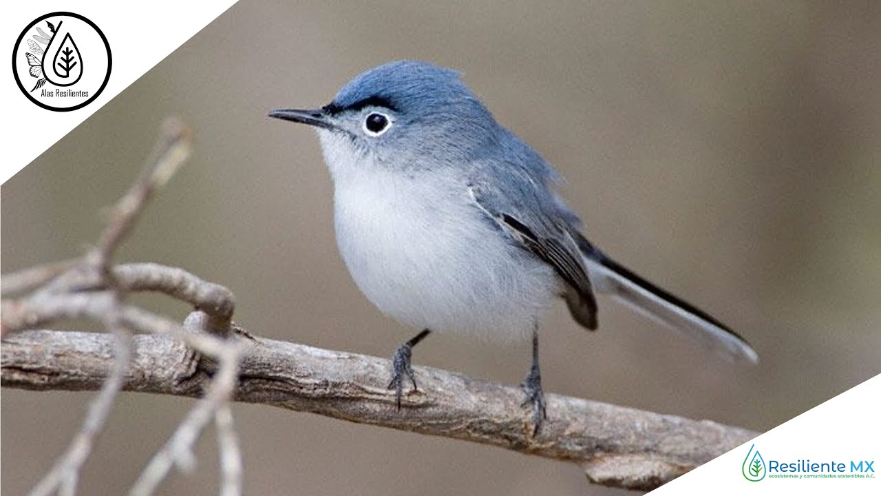 CANTO y LLAMADOS Perlita Azulgrís (Polioptila caerulea) 