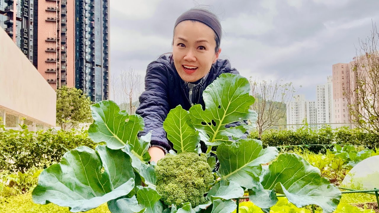 方健儀種嘢食｜自家種西蘭花｜唐生菜｜青蔥｜芫茜｜收成比想像中⋯⋯