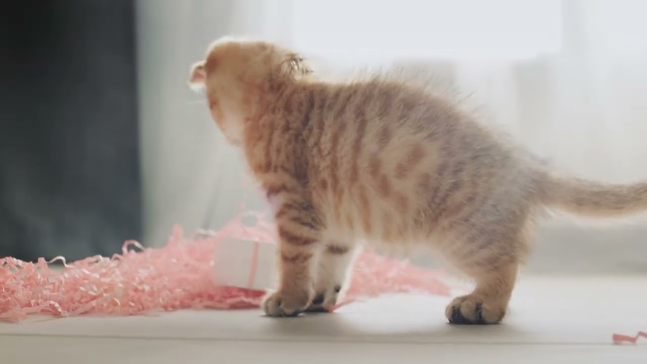 music for cat rest and sleep｜Cat Music Gentle Rest