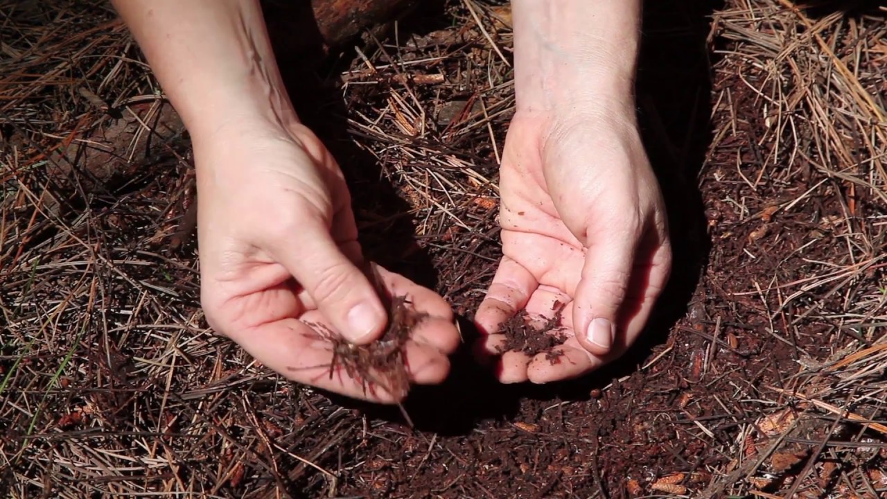 Soil sampling: Identifying the mineral soil surface