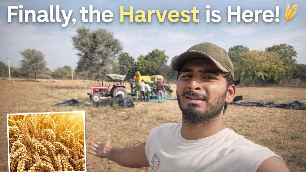 Sari fasal nikal di. 😞#vlog #100kvews #villagerlifestyle 