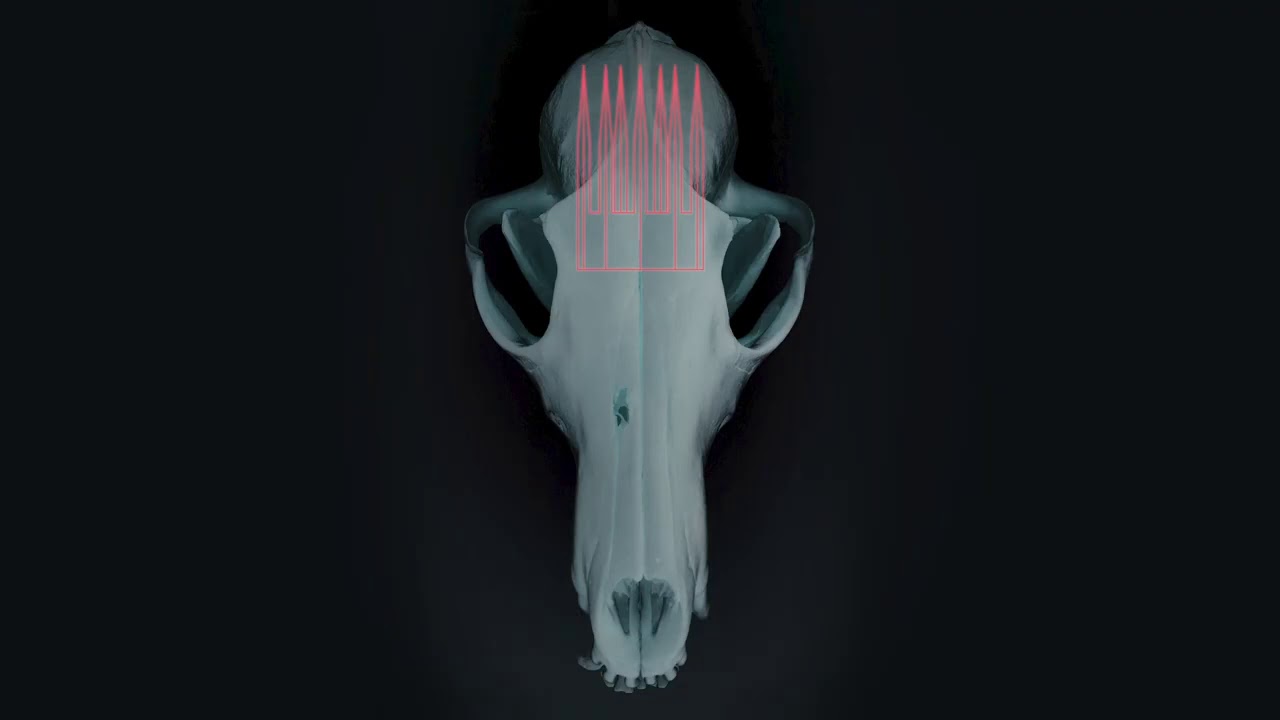 THE JACKAL'S PROPHECY