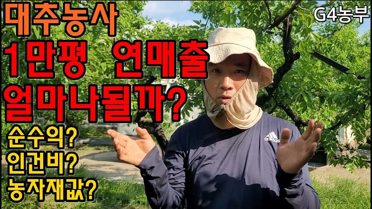 1만평 대추밭 연매출 순수익을 얼마일까요 #대추농사할만할까 #대추1만평연매출