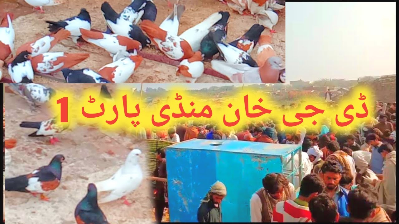 Dera Ghazi Khan ki Kobatr mandi ky sastay tren kabotr || part 1||