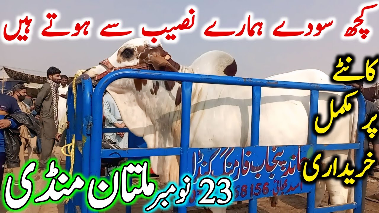 Today Multan Cow Mandi Fresh Latest Updates Video | Chand TV | Nukre Ablak Bachre | Cow Mandi 2025🔥