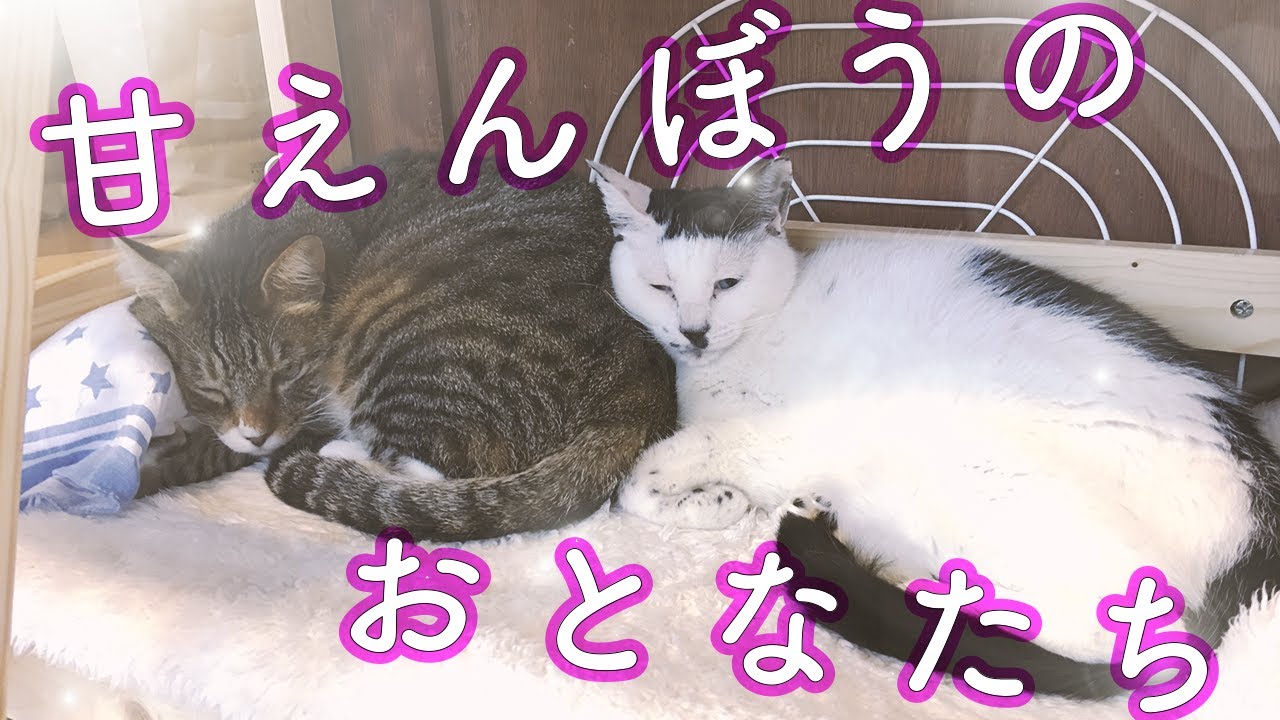【癒し】保護猫カフェの甘えんぼうのおとな猫たち