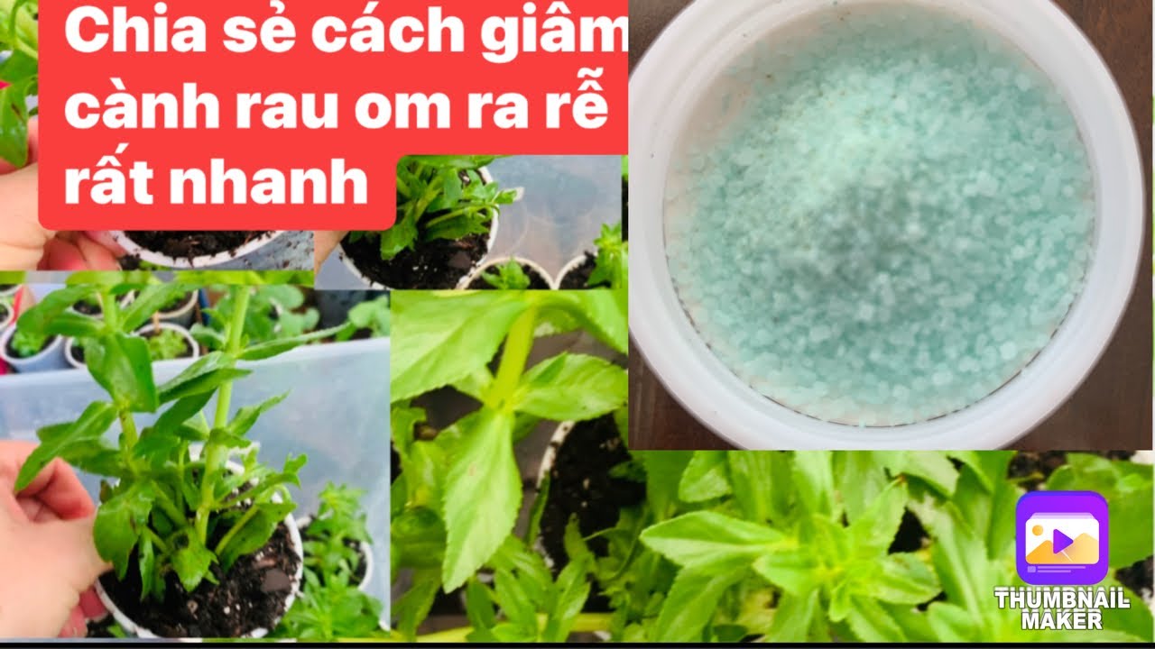 Cách chia sẻ giâm cành rau om ra rễ nhanh nhất để có thu hoạch sớm..