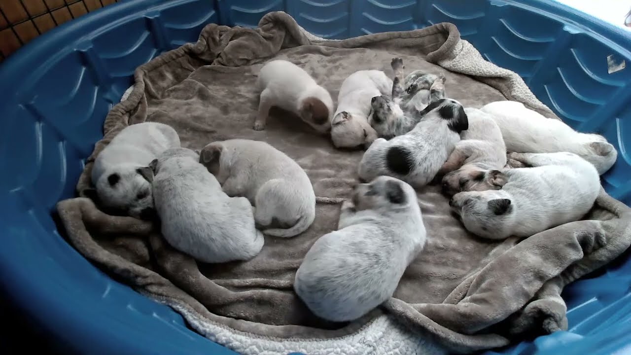 LIVE STREAM! 11 Beautiful Puppies Australian Cattle Dog Miniature 19 Days Old Week 2