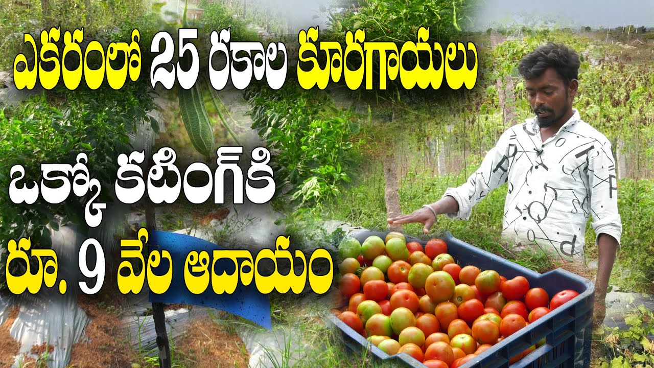 25 రకాల కూరగాయలు | వారానికి 2 కోతలు | కోతకు రూ. 9 వేల రాబడి | Vegetable Farming | Narsimhulu