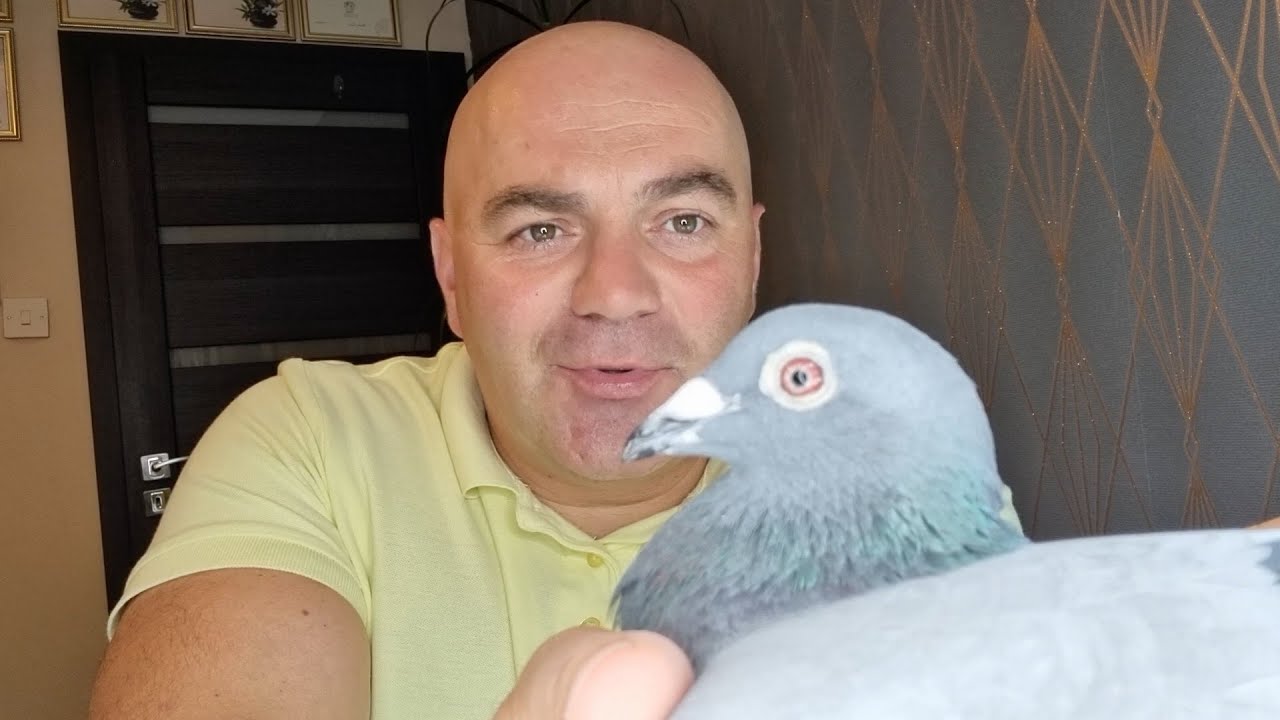 Motywacja Gołębi przed Lotem
