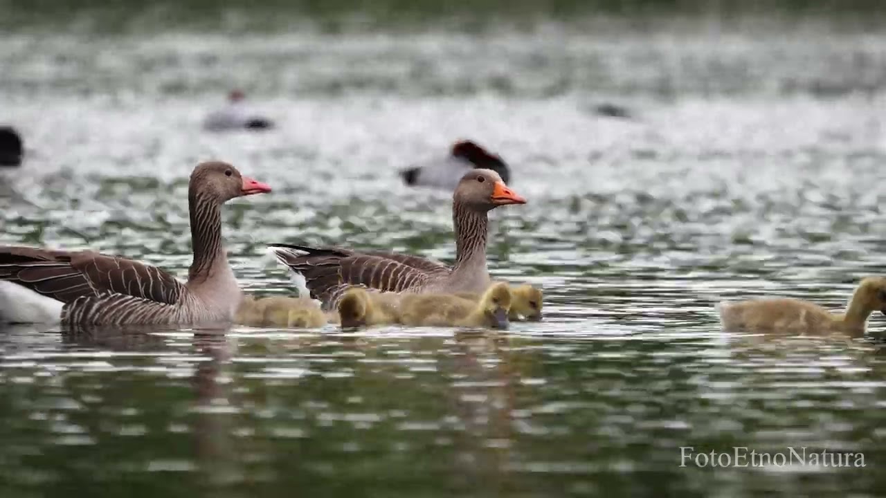 Geese Anser anser. Birdwatching in Poland.  Nature's Marvels Unveiled. Ptaki Gęś gęgawa i Pisklęta