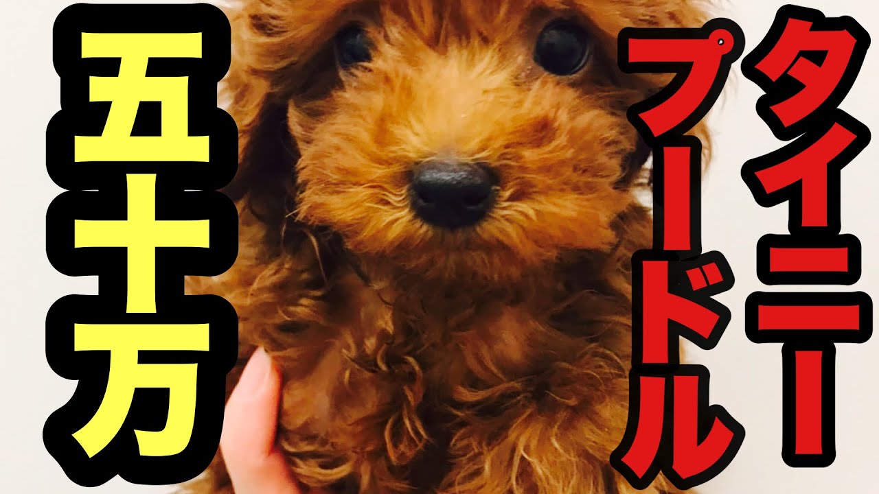 【待望】タイニープードル　お迎え！！！