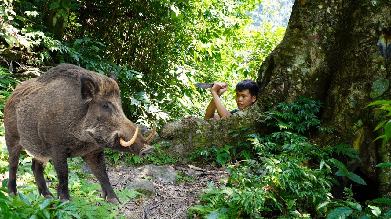 Survive alone, traces of giant wild boar left, traps in the wild forest, face wild animal attacks